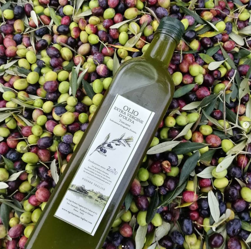 Olio extravergine di oliva biologico di Podere Tegline tra le olive appena raccolte